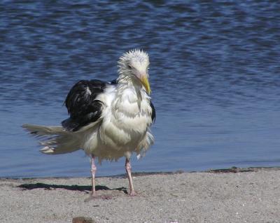 u34/lesliej/medium/31188740.westerngull.jpg