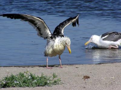 u34/lesliej/medium/31188741.westerngull2.jpg