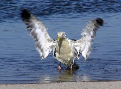 u34/lesliej/medium/31188742.westerngull3.jpg