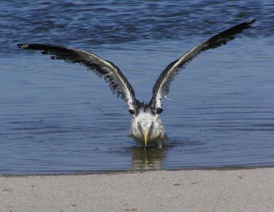 u34/lesliej/medium/31188743.westerngull4.jpg