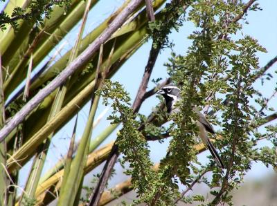 black throated in tree.jpg