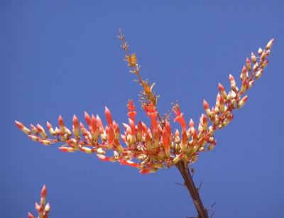 ocotillo blooms.jpg