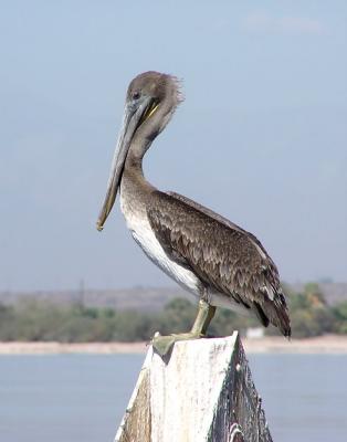 salton sea brown peli.jpg