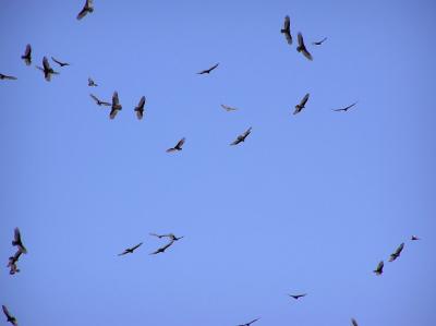 tvs and a red tail.jpg