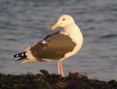 u34/lesliej/medium/34761224.westerngull.jpg