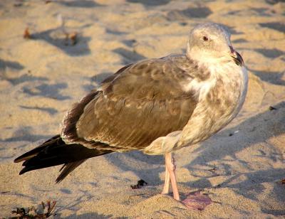 u34/lesliej/medium/34761279.westerngull2.jpg