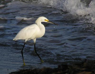 sunset_snowy_egret