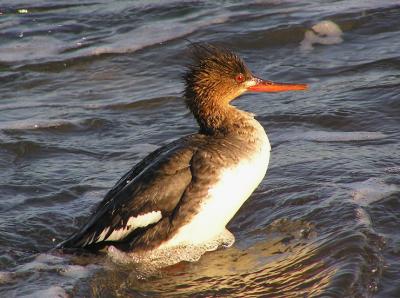 rb merganser 5.jpg