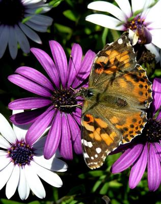 painted lady 2.jpg