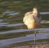 Marbled Godwit