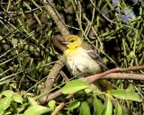 bullocks oriole juvenile 2.jpg