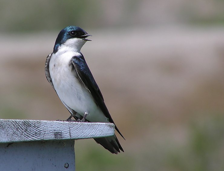 tree swallow.jpg