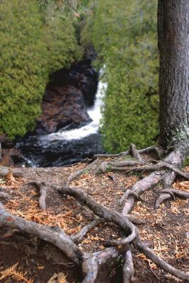 Roots and waterfall