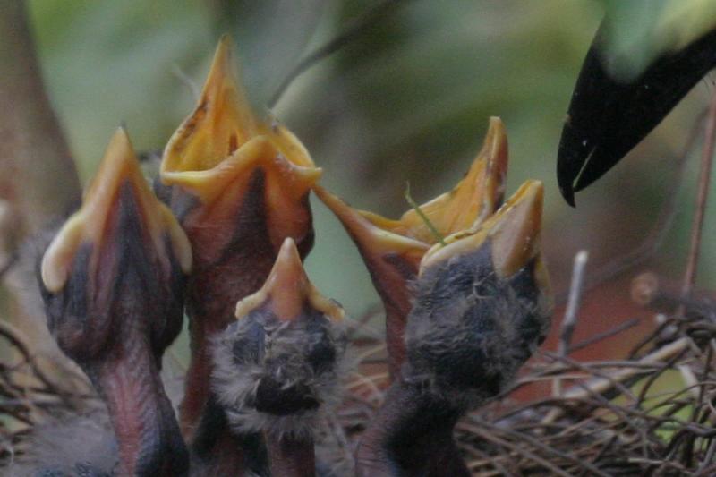9. A close up of the chicks feeding