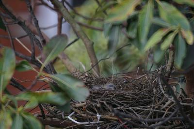 1. Babies in their nest...