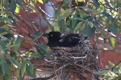1. Mum on her nest...