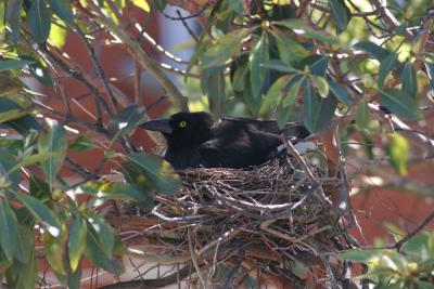 2. Or is it Dad? On his nest?