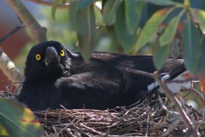 <Currawong Nest, parent>