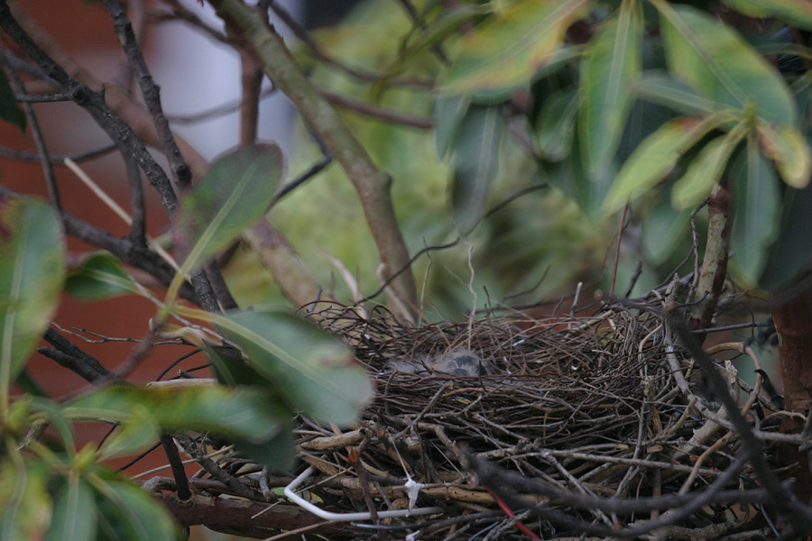1. Babies in their nest...