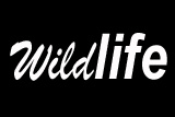 <Wildlife>