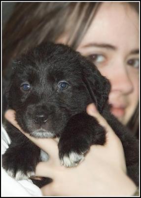Frankie - 5 weeks