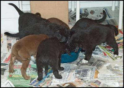 Chow time - 5 weeks