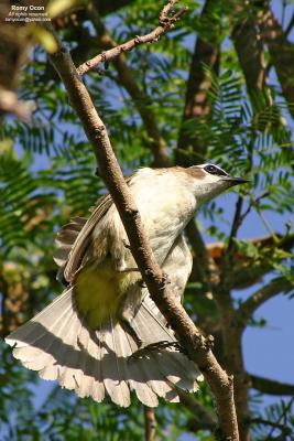Yellow-vented Bulbul 

Scientific name: Pycnonotus goiavier 

Habitat: Common in gardens, urban areas and grasslands but not in mature forests. 


