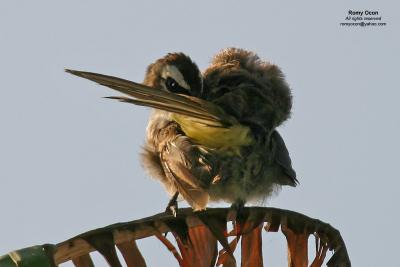 Yellow-vented Bulbul 

Scientific name: Pycnonotus goiavier 
Habitat: Common in gardens, urban areas and grasslands but not in mature forests. 

