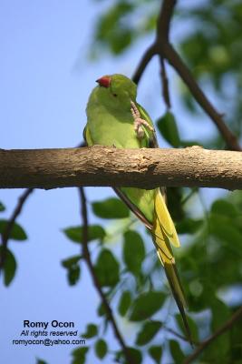 Rose-ringed Parakeet

Scientific name - Psittacula krameri

Habitat - introduced/escapee (?)