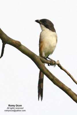 Long-tailed Shrike

Scientific name - Lanius schach

Habitat - Common in open country and scrub where it perches conspicuously on bushes and dead trees, at all elevations.