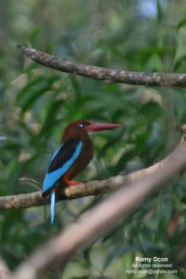 White-throated Kingfisher

Scientific name - Halcyon smyrnensis

Habitat - Fairly common in clearings, along large streams and rivers and in open country, in the lowlands below 1000 m.