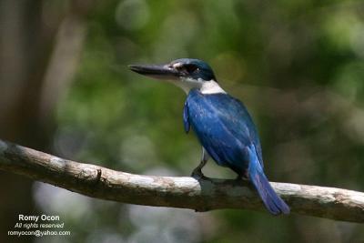 White-collared Kingfisher 

Scientific name: Halcyon chloris 
Habitat: Coastal areas to open country, but seldom in forest. 



