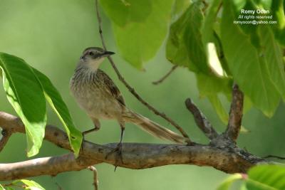 Striated Grassbird 

Scientific name - Megalurus palustris 

Habitat - Common in grasslands, ricefields and open country. 

