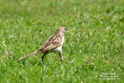 Richard's Pipit 

Scientific name - Anthus novaeseelandiae 

Habitat - Stays on the ground in open country, grasslands, ricefields and parks. 

