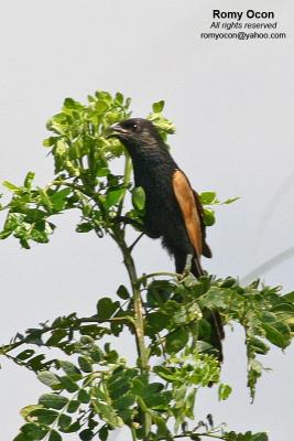 Lesser Coucal

Scientific name - Centropus bengalensis 

Habitat - Common in grassland and open country, often perched at top of grass. 
