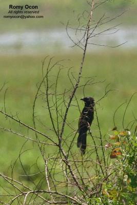Lesser Coucal
Scientific name - Centropus bengalensis
Habitat - Common in grassland and open country, often perched at top of grass.