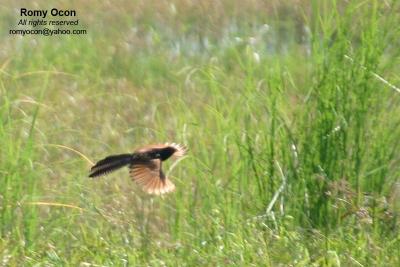 Lesser Coucal
Scientific name - Centropus bengalensis
Habitat - Common in grassland and open country, often perched at top of grass.