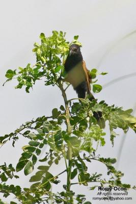 Lesser Coucal
Scientific name - Centropus bengalensis
Habitat - Common in grassland and open country, often perched at top of grass.
