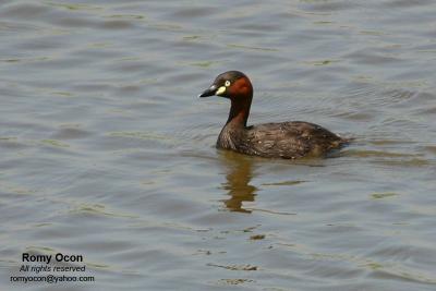 Little Grebe 

Scientific name - Tachybaptus ruficollis 

Habitat - Uncommon, in freshwater ponds or marshes.
