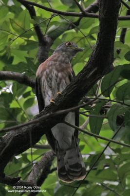 Philippine Hawk-Cuckoo 
(a Philippine endemic) 

Scientific name - Cuculus pectoralis 

Habitat - Uncommon in all forest levels.
