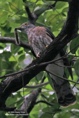 Philippine Hawk-Cuckoo 
(a Philippine endemic) 

Scientific name - Cuculus pectoralis 

Habitat - Uncommon in all forest levels.
