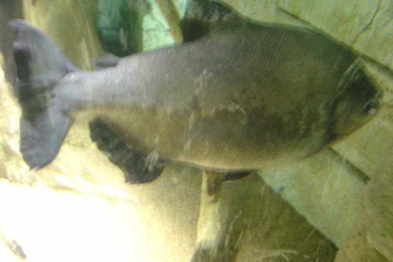 Piranha at Shark Reef