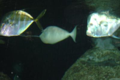 Naso Tang and Unicorn Tang at Shark Reef