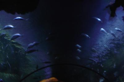 The Aquarium Tunnel at Shark Reef