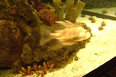 Lion Fish (aka Leon) at Shark Reef