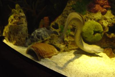 Honeycomb and Guineafowl Moray at Shark Reef