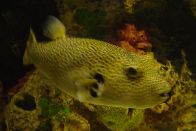 Stars and Stripes Puffer Fish at Shark Reef