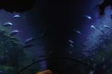 The Aquarium Tunnel at Shark Reef