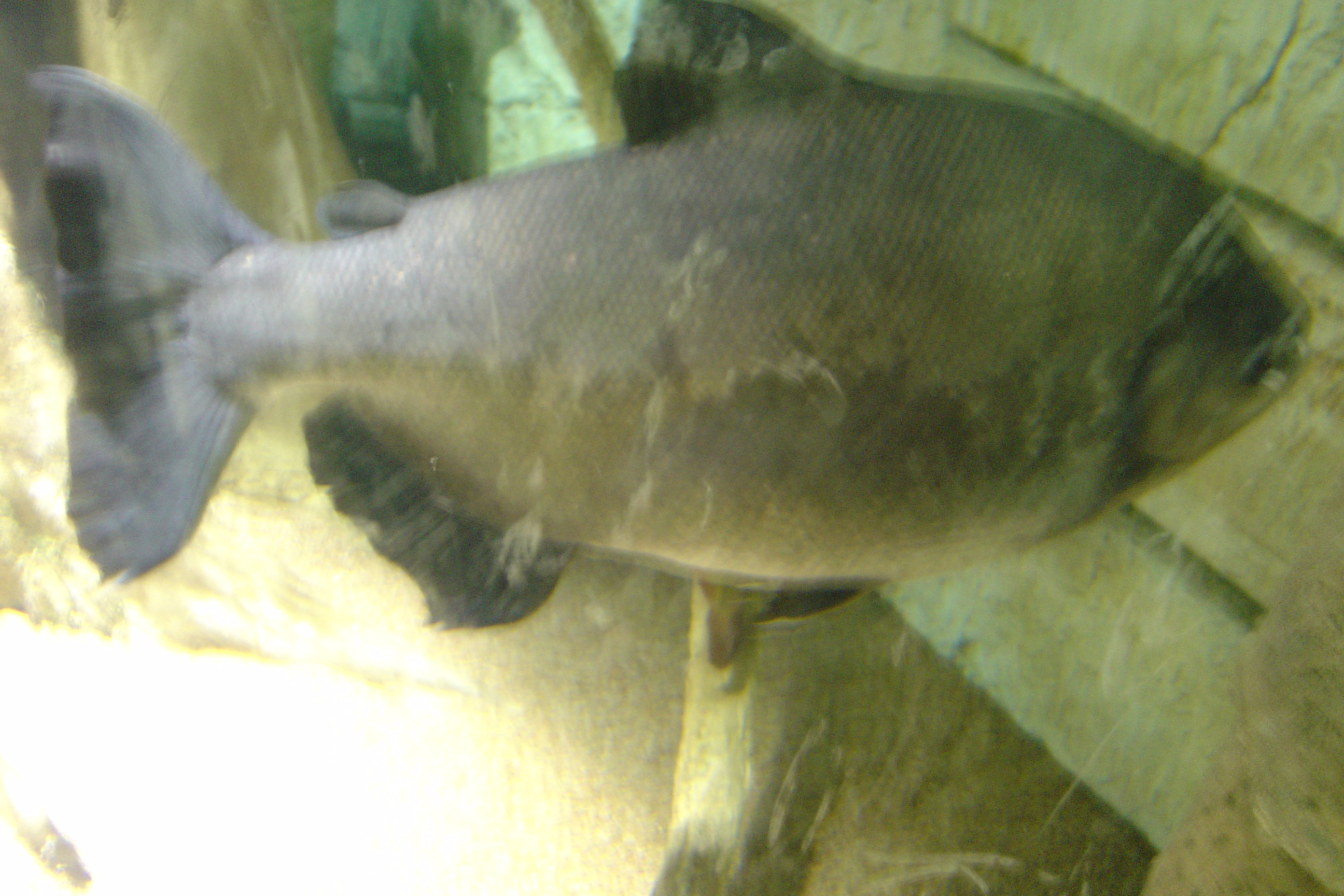 Piranha at Shark Reef