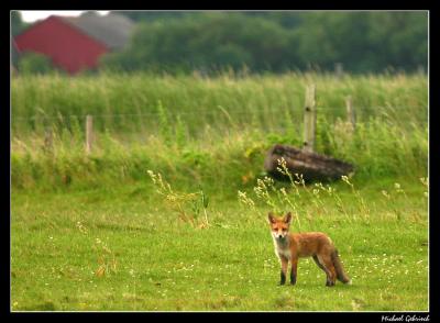 fox on the meadow